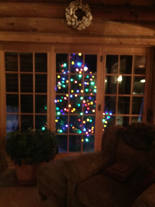 Báo động: Đến mùa bảo vệ 'tính mạng' cây thông Noel khỏi lũ thú cưng rồi! Báo động: Đến mùa bảo vệ 'tính mạng' cây thông Noel khỏi lũ thú cưng rồi!