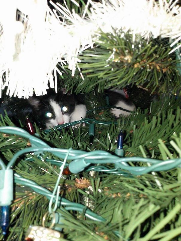Báo động: Đến mùa bảo vệ 'tính mạng' cây thông Noel khỏi lũ thú cưng rồi! Báo động: Đến mùa bảo vệ 'tính mạng' cây thông Noel khỏi lũ thú cưng rồi!