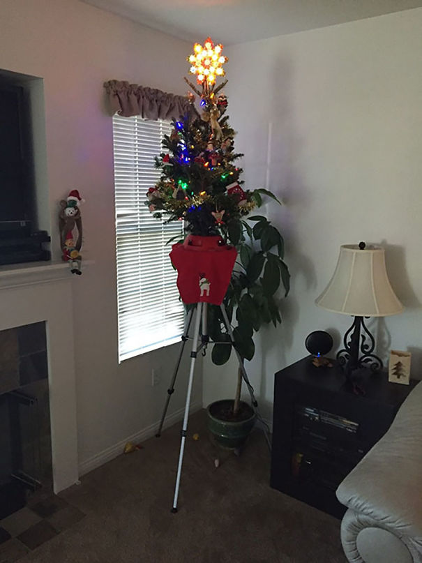 Báo động: Đến mùa bảo vệ 'tính mạng' cây thông Noel khỏi lũ thú cưng rồi! Báo động: Đến mùa bảo vệ 'tính mạng' cây thông Noel khỏi lũ thú cưng rồi!
