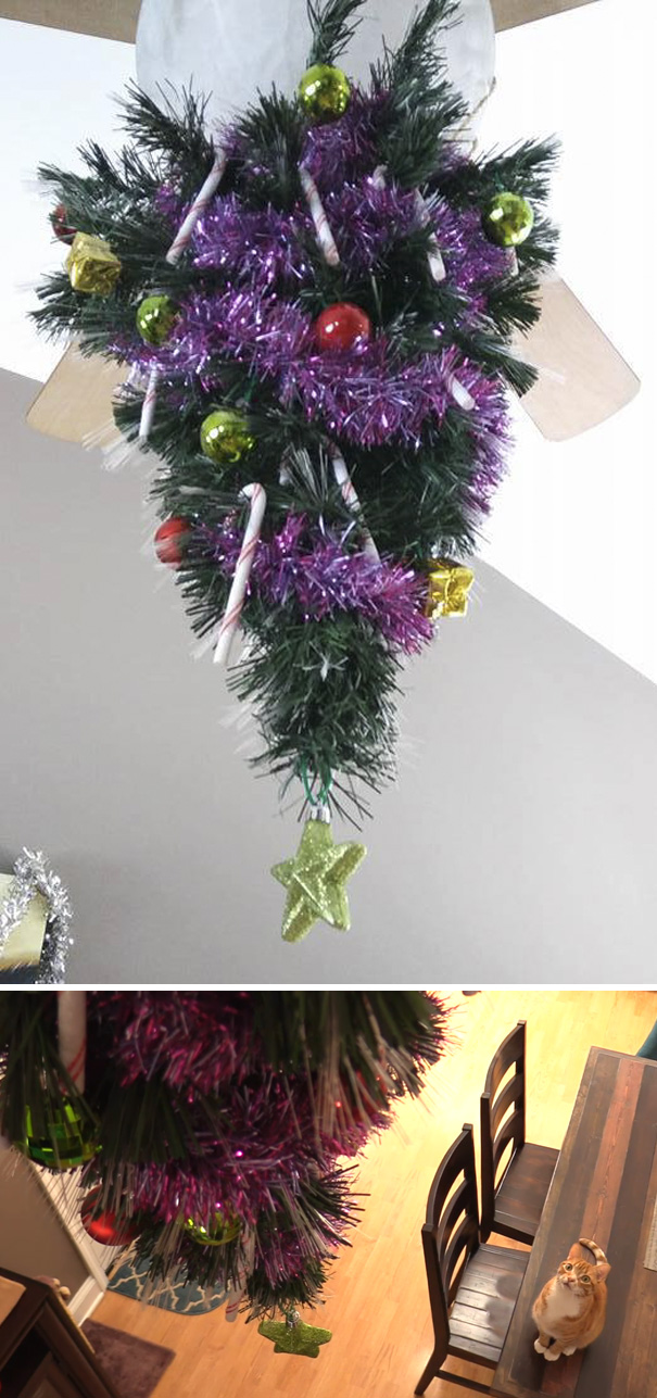 Báo động: Đến mùa bảo vệ 'tính mạng' cây thông Noel khỏi lũ thú cưng rồi! Báo động: Đến mùa bảo vệ 'tính mạng' cây thông Noel khỏi lũ thú cưng rồi!