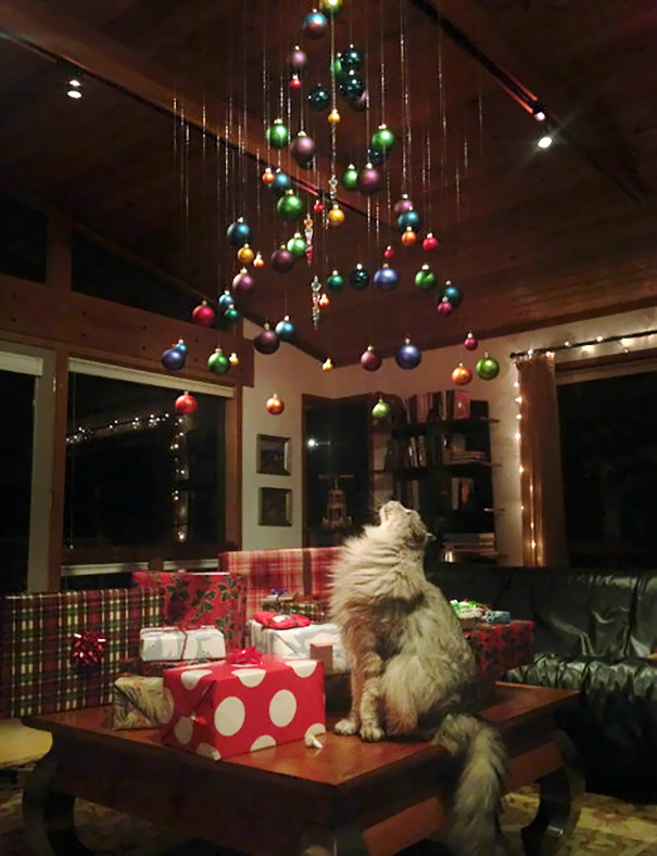 Báo động: Đến mùa bảo vệ 'tính mạng' cây thông Noel khỏi lũ thú cưng rồi! Báo động: Đến mùa bảo vệ 'tính mạng' cây thông Noel khỏi lũ thú cưng rồi!
