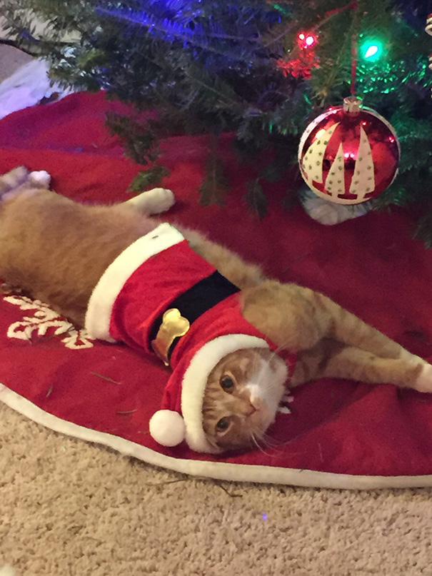 Báo động: Đến mùa bảo vệ 'tính mạng' cây thông Noel khỏi lũ thú cưng rồi! Báo động: Đến mùa bảo vệ 'tính mạng' cây thông Noel khỏi lũ thú cưng rồi!
