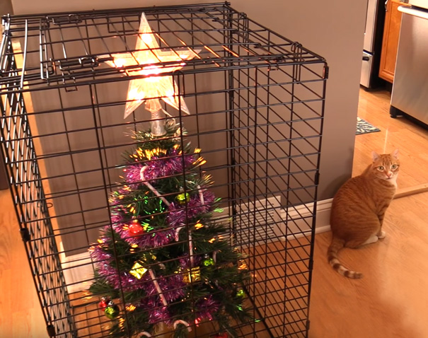 Báo động: Đến mùa bảo vệ 'tính mạng' cây thông Noel khỏi lũ thú cưng rồi! Báo động: Đến mùa bảo vệ 'tính mạng' cây thông Noel khỏi lũ thú cưng rồi!