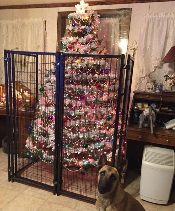 Báo động: Đến mùa bảo vệ 'tính mạng' cây thông Noel khỏi lũ thú cưng rồi! Báo động: Đến mùa bảo vệ 'tính mạng' cây thông Noel khỏi lũ thú cưng rồi!
