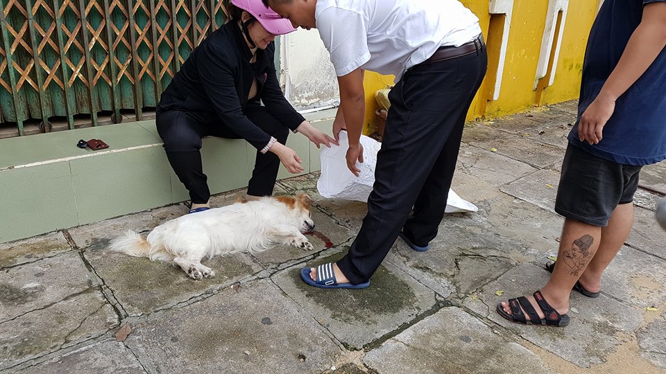 Thương chú chó bị xe cán chết, người dân Phú Yên chung tay làm đám tang Thương chú chó bị xe cán chết, người dân Phú Yên chung tay làm đám tang
