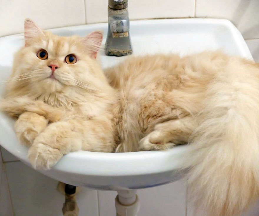99% mèo sợ nước, và Meepo thuộc 1% còn lại 99% mèo sợ nước, và Meepo thuộc 1% còn lại