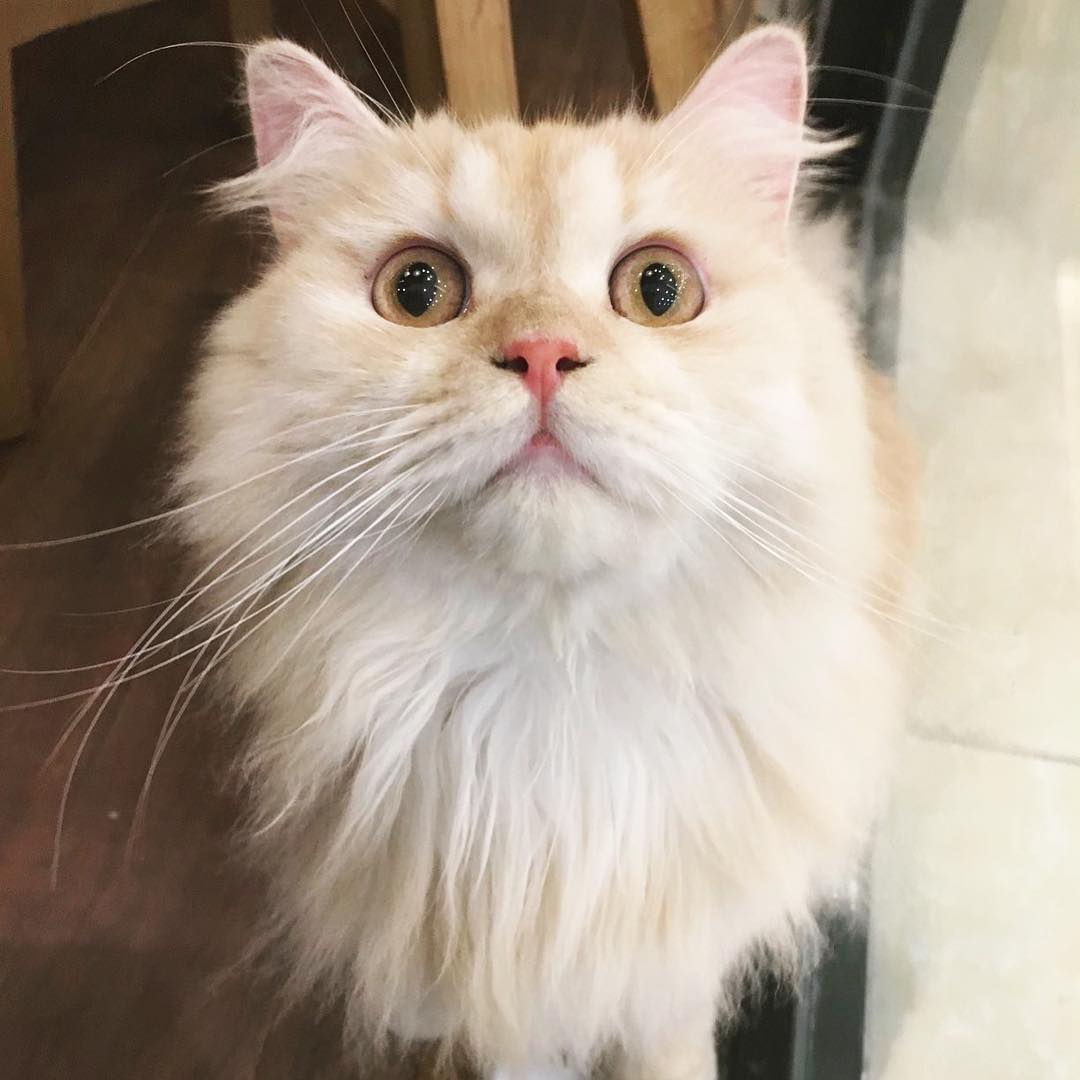99% mèo sợ nước, và Meepo thuộc 1% còn lại 99% mèo sợ nước, và Meepo thuộc 1% còn lại