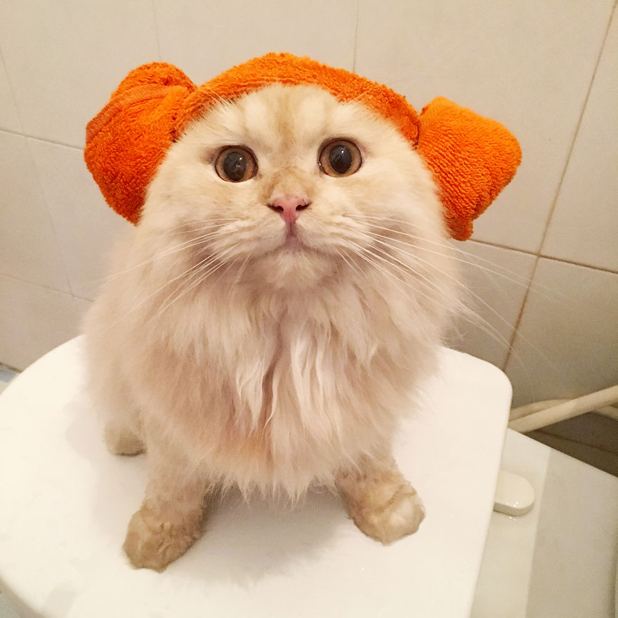 99% mèo sợ nước, và Meepo thuộc 1% còn lại 99% mèo sợ nước, và Meepo thuộc 1% còn lại