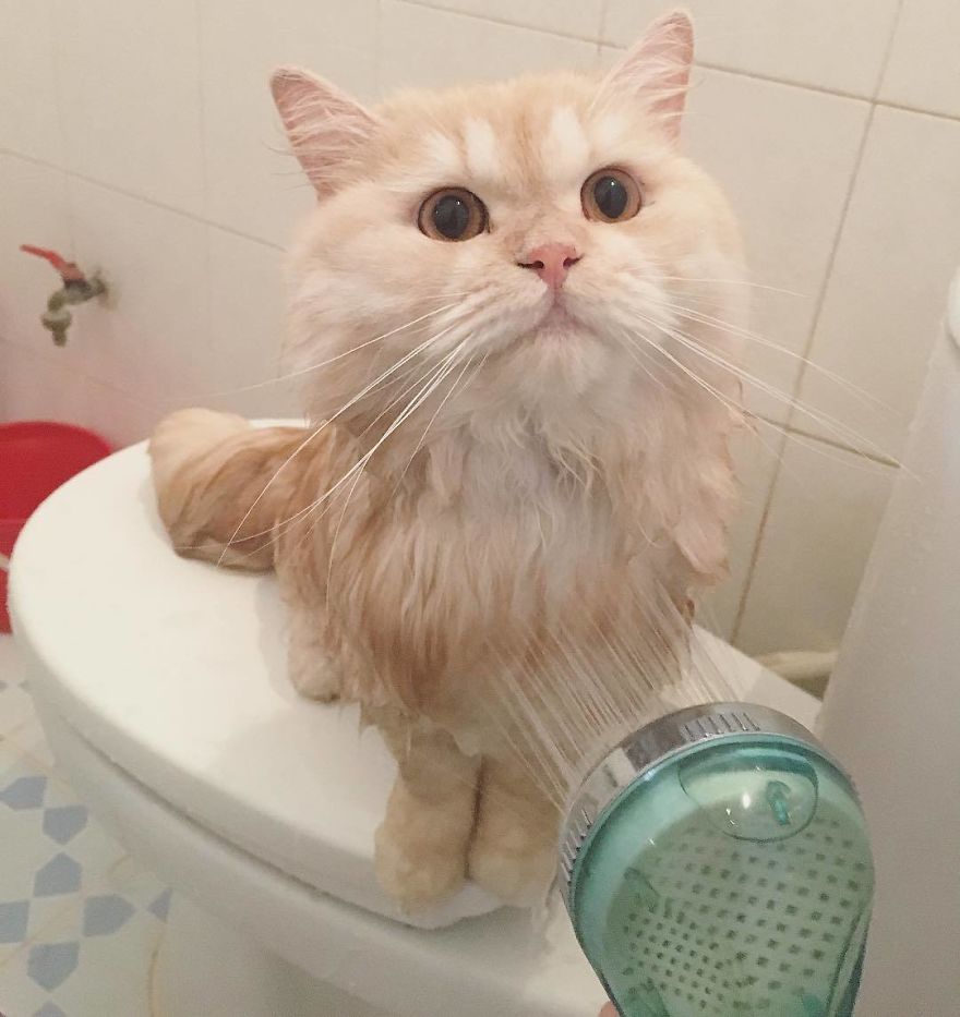 99% mèo sợ nước, và Meepo thuộc 1% còn lại 99% mèo sợ nước, và Meepo thuộc 1% còn lại