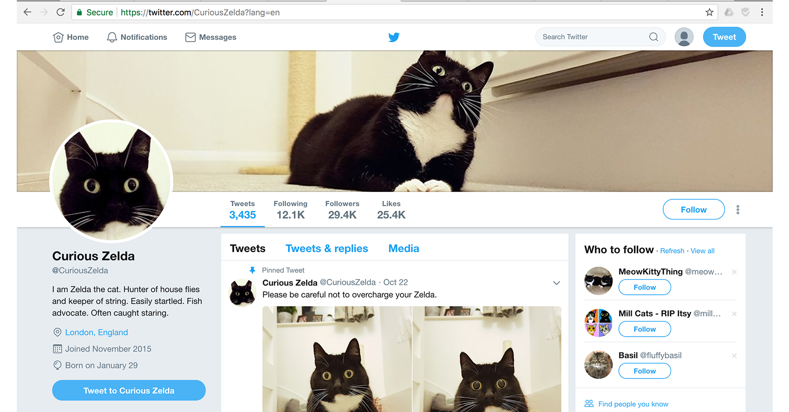 Cô mèo khẳng định mình nổi tiếng hơn chó trên Twitter Cô mèo khẳng định mình nổi tiếng hơn chó trên Twitter
