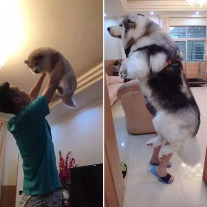 Hãy tận hưởng thời gian khi 'boss' còn bé, bởi vì chúng có thể 'lớn đùng' trong nháy mắt Hãy tận hưởng thời gian khi 'boss' còn bé, bởi vì chúng có thể 'lớn đùng' trong nháy mắt