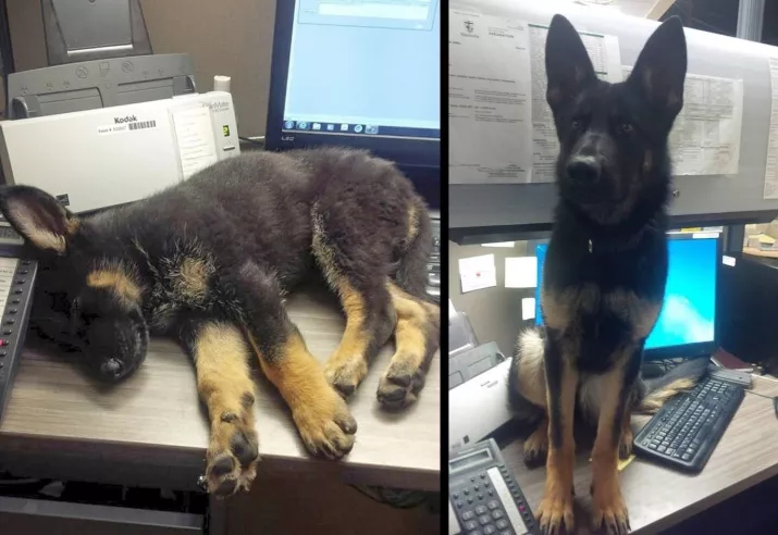 Hãy tận hưởng thời gian khi 'boss' còn bé, bởi vì chúng có thể 'lớn đùng' trong nháy mắt Hãy tận hưởng thời gian khi 'boss' còn bé, bởi vì chúng có thể 'lớn đùng' trong nháy mắt