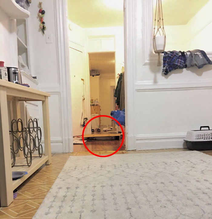 Cô chủ đăng ảnh 'thách' cư dân mạng tìm được boss mèo trong 5 giây Cô chủ đăng ảnh 'thách' cư dân mạng tìm được boss mèo trong 5 giây
