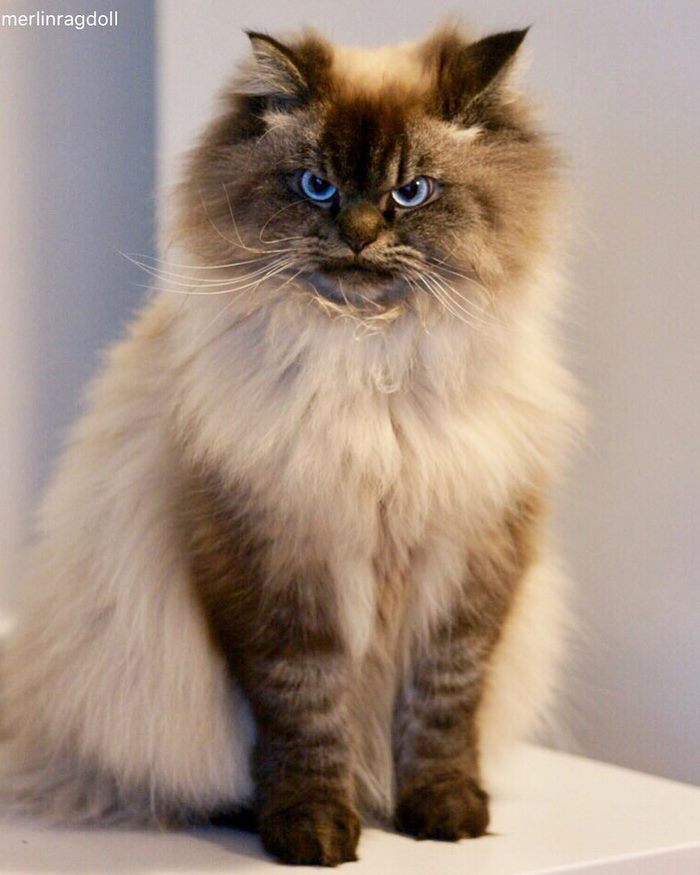 Gặp gỡ 'angry cat' hờn cả thế giới Gặp gỡ 'angry cat' hờn cả thế giới