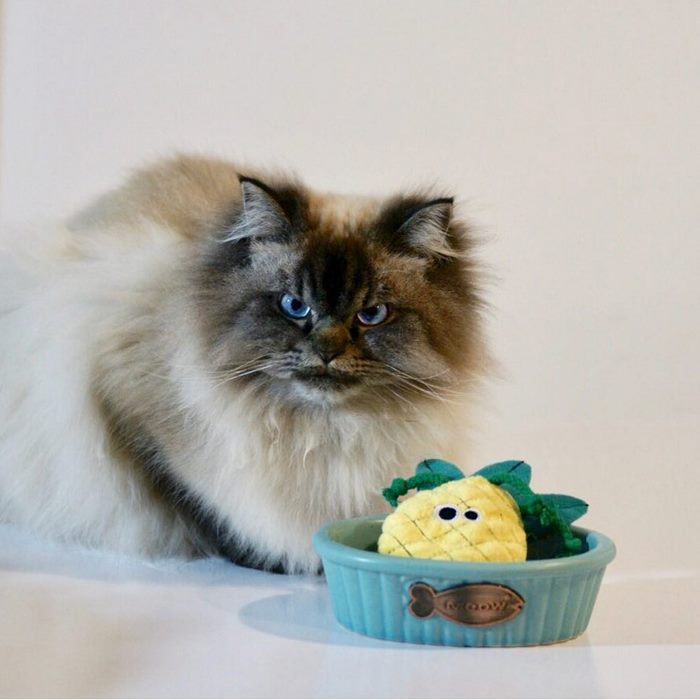 Gặp gỡ 'angry cat' hờn cả thế giới Gặp gỡ 'angry cat' hờn cả thế giới