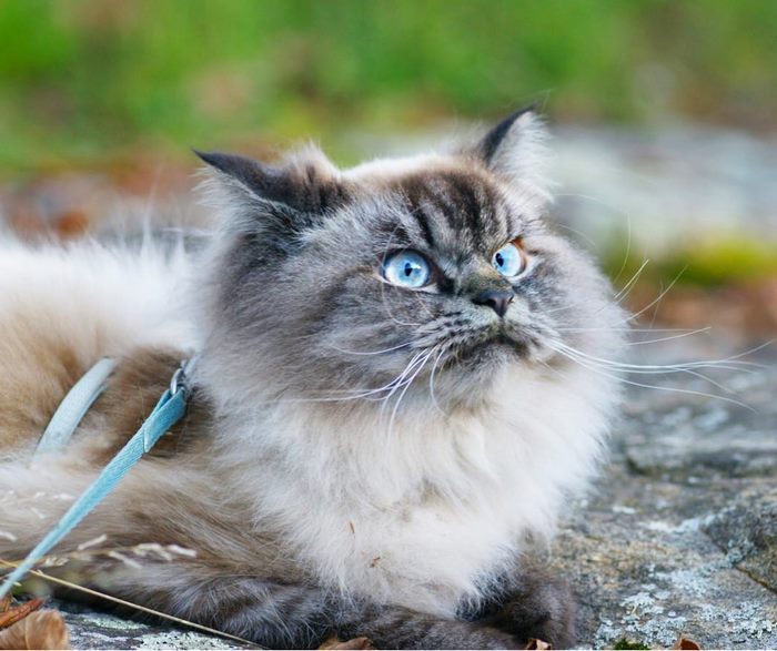 Gặp gỡ 'angry cat' hờn cả thế giới Gặp gỡ 'angry cat' hờn cả thế giới