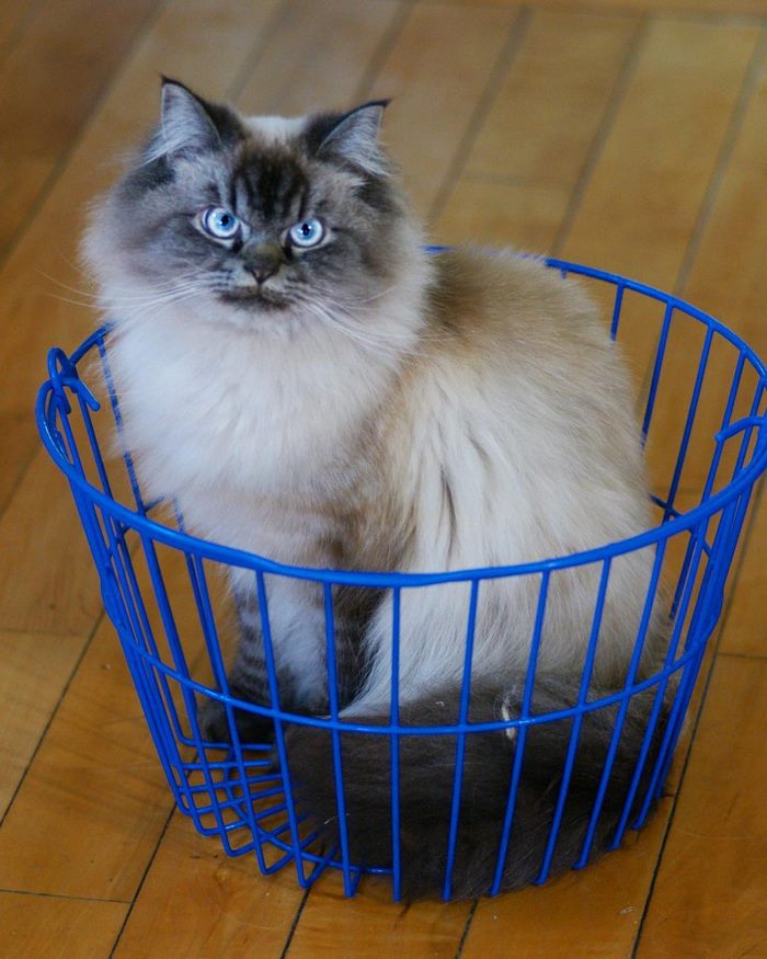 Gặp gỡ 'angry cat' hờn cả thế giới Gặp gỡ 'angry cat' hờn cả thế giới