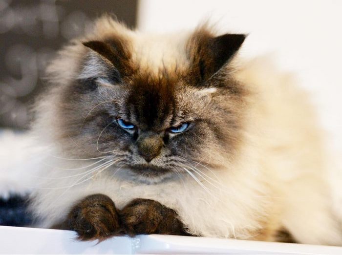 Gặp gỡ 'angry cat' hờn cả thế giới Gặp gỡ 'angry cat' hờn cả thế giới