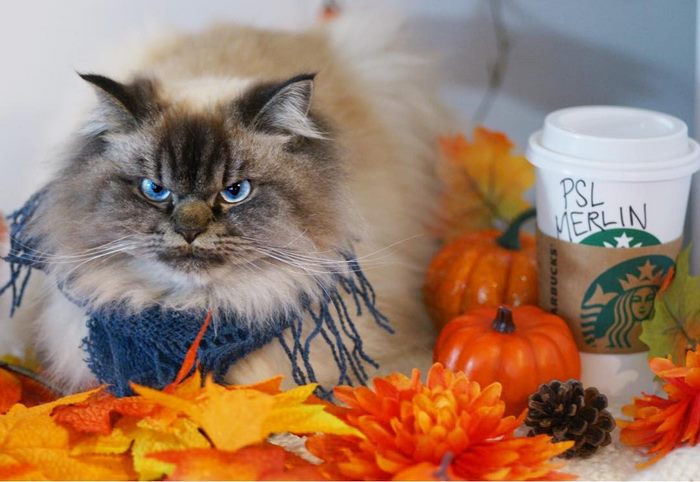 Gặp gỡ 'angry cat' hờn cả thế giới Gặp gỡ 'angry cat' hờn cả thế giới