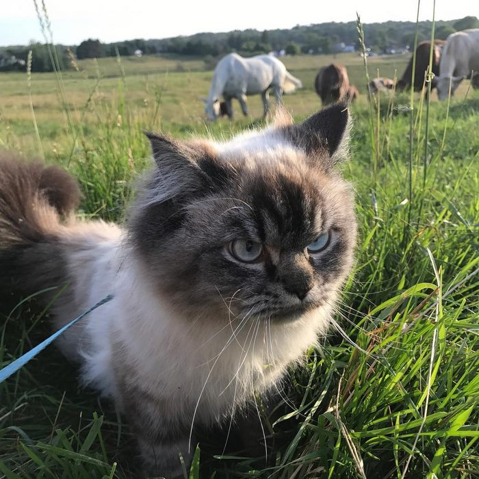 Gặp gỡ 'angry cat' hờn cả thế giới Gặp gỡ 'angry cat' hờn cả thế giới