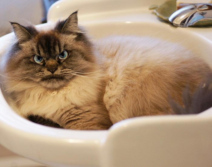 Gặp gỡ 'angry cat' hờn cả thế giới Gặp gỡ 'angry cat' hờn cả thế giới