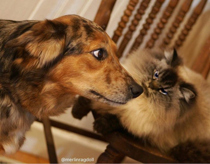 Gặp gỡ 'angry cat' hờn cả thế giới Gặp gỡ 'angry cat' hờn cả thế giới