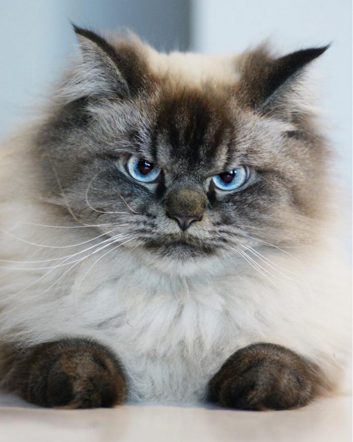 Gặp gỡ 'angry cat' hờn cả thế giới Gặp gỡ 'angry cat' hờn cả thế giới
