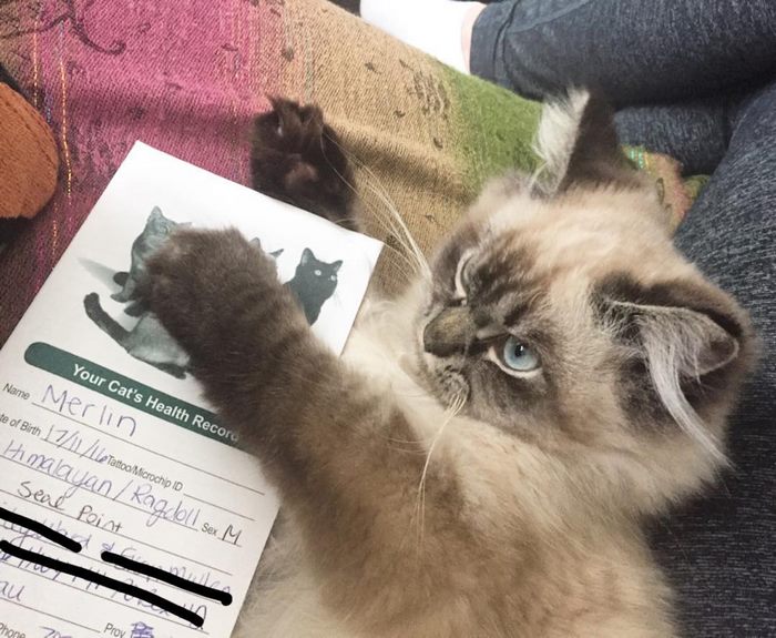 Gặp gỡ 'angry cat' hờn cả thế giới Gặp gỡ 'angry cat' hờn cả thế giới