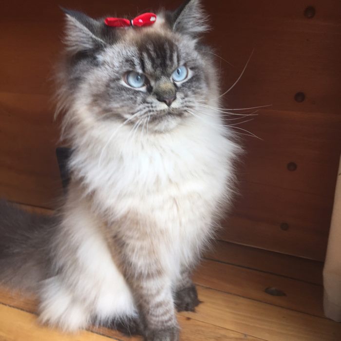 Gặp gỡ 'angry cat' hờn cả thế giới Gặp gỡ 'angry cat' hờn cả thế giới