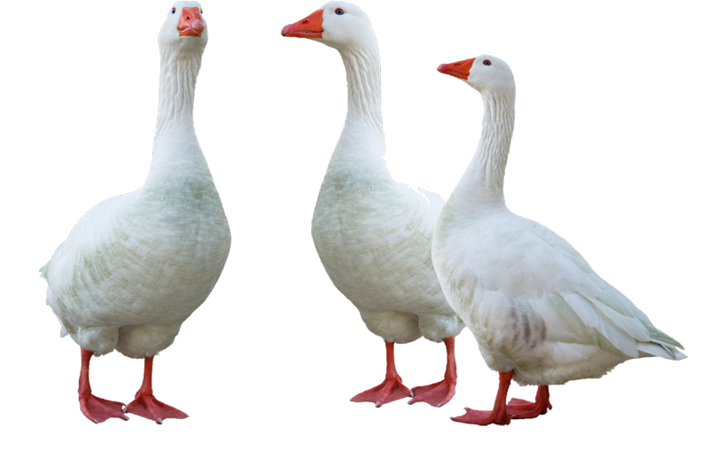 10 lần động vật góp phần thay đổi lịch sử loài người 10 lần động vật góp phần thay đổi lịch sử loài người