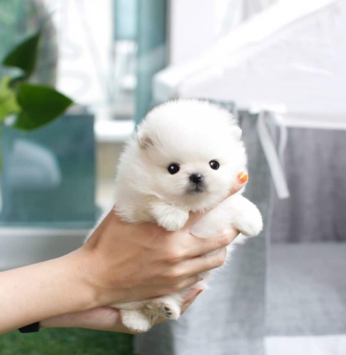 Chó teacup đáng yêu hay minh chứng cho sự tàn ác của con người? Chó teacup đáng yêu hay minh chứng cho sự tàn ác của con người?