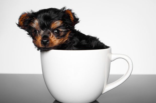 Chó teacup đáng yêu hay minh chứng cho sự tàn ác của con người? Chó teacup đáng yêu hay minh chứng cho sự tàn ác của con người?