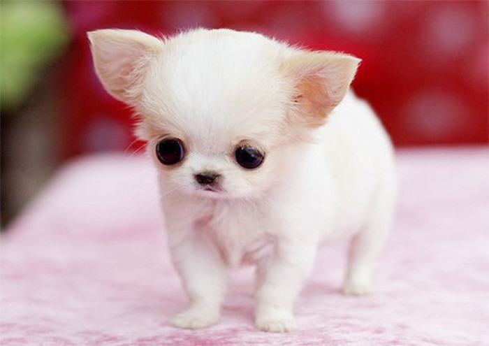 Chó teacup đáng yêu hay minh chứng cho sự tàn ác của con người? Chó teacup đáng yêu hay minh chứng cho sự tàn ác của con người?