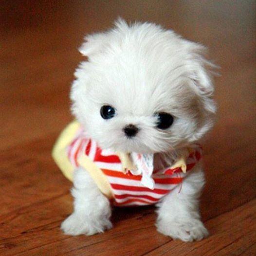 Chó teacup đáng yêu hay minh chứng cho sự tàn ác của con người? Chó teacup đáng yêu hay minh chứng cho sự tàn ác của con người?