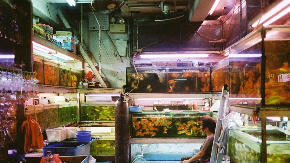 Bí kíp chụp hình ở Hong Kong 'ảo' như trong phim Vương Gia Vệ Bí kíp chụp hình ở Hong Kong 'ảo' như trong phim Vương Gia Vệ