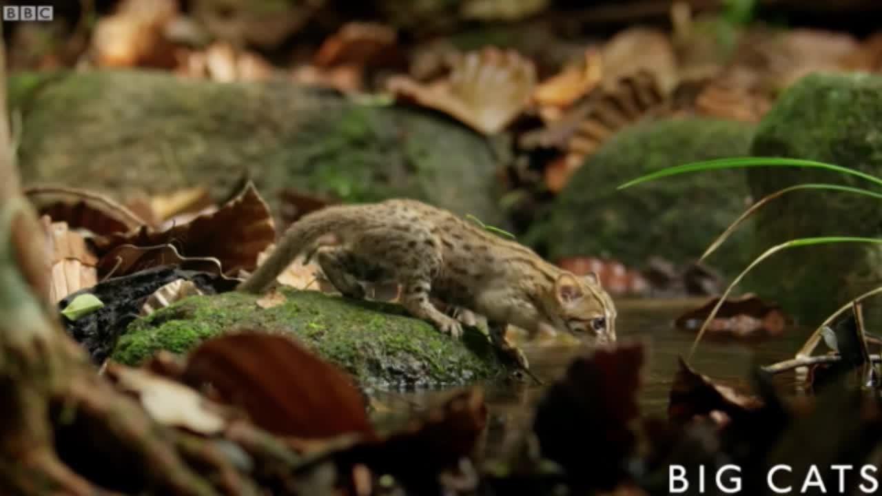 Mèo đốm gỉ - Loài mèo nhỏ nhất thế giới có nguy cơ biến mất vĩnh viễn Mèo đốm gỉ - Loài mèo nhỏ nhất thế giới có nguy cơ biến mất vĩnh viễn