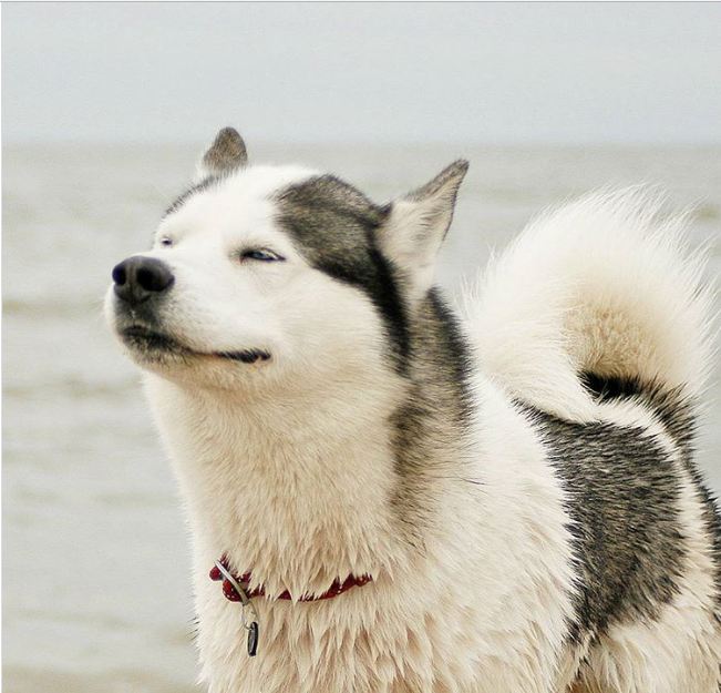 Boss nào cũng hay ho nhưng các em Husky mới là 'thánh' biểu cảm Boss nào cũng hay ho nhưng các em Husky mới là 'thánh' biểu cảm