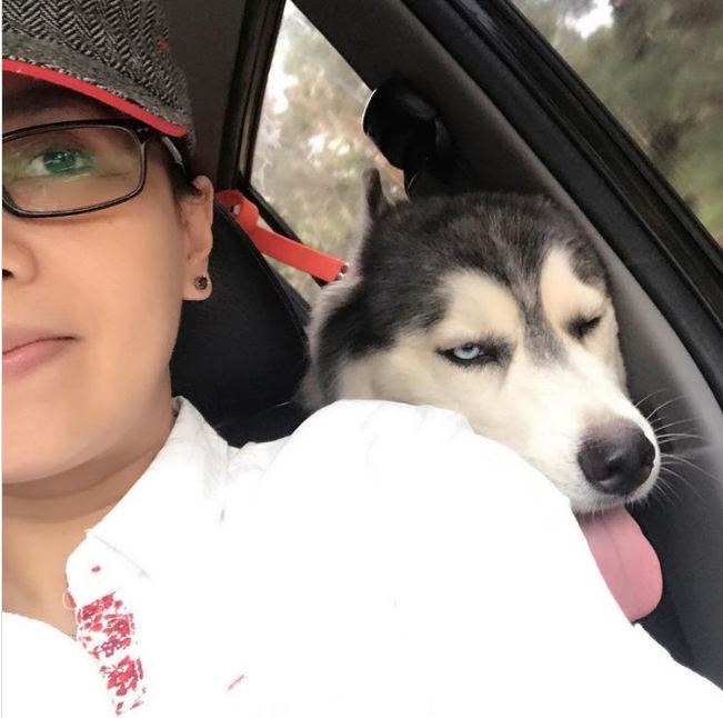 Boss nào cũng hay ho nhưng các em Husky mới là 'thánh' biểu cảm Boss nào cũng hay ho nhưng các em Husky mới là 'thánh' biểu cảm