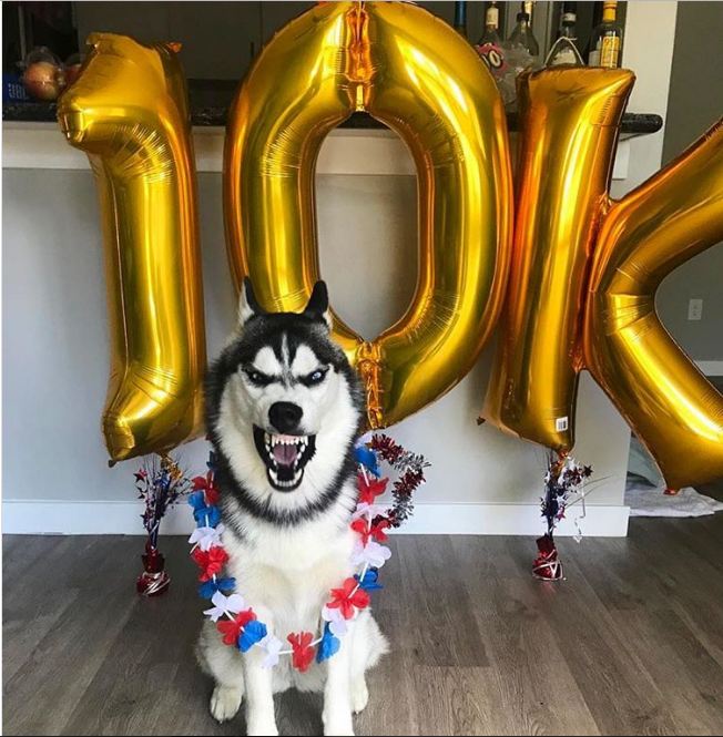 Boss nào cũng hay ho nhưng các em Husky mới là 'thánh' biểu cảm Boss nào cũng hay ho nhưng các em Husky mới là 'thánh' biểu cảm