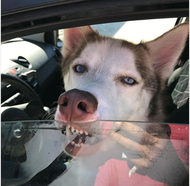 Boss nào cũng hay ho nhưng các em Husky mới là 'thánh' biểu cảm Boss nào cũng hay ho nhưng các em Husky mới là 'thánh' biểu cảm