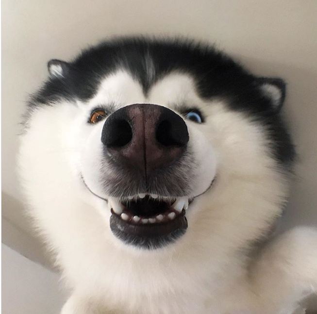Boss nào cũng hay ho nhưng các em Husky mới là 'thánh' biểu cảm Boss nào cũng hay ho nhưng các em Husky mới là 'thánh' biểu cảm