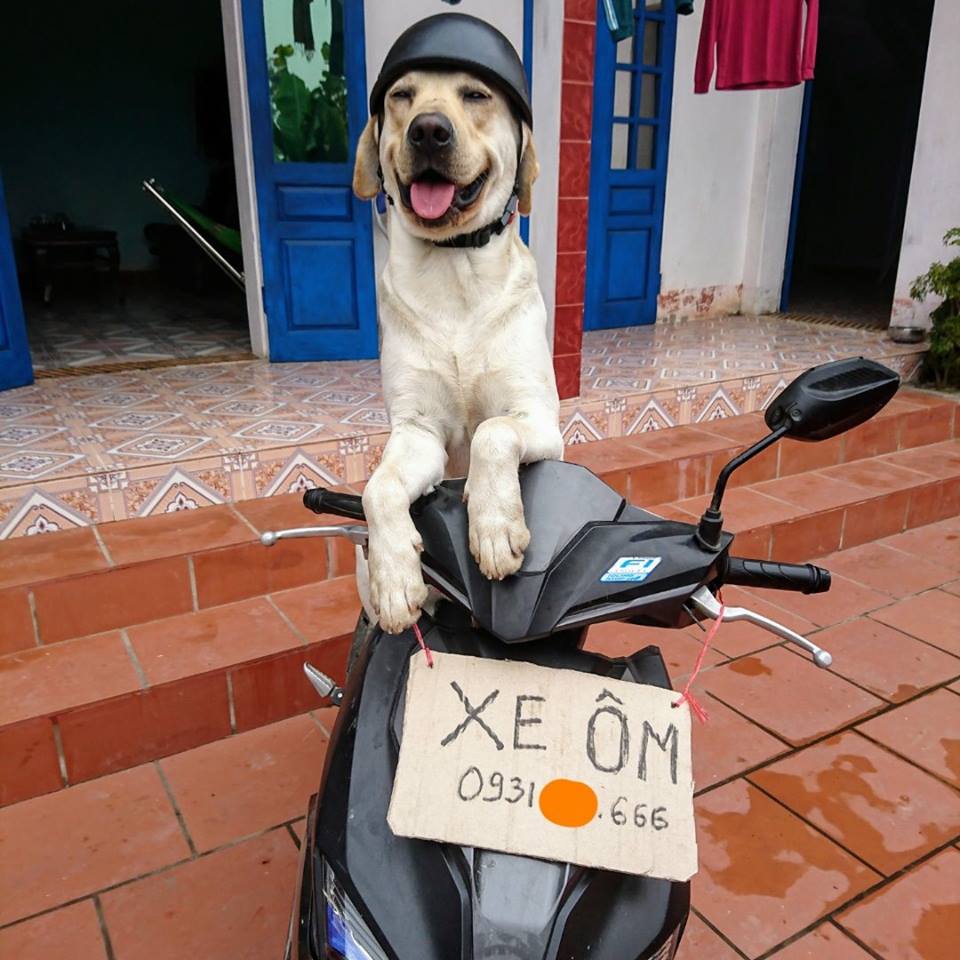 Ai bảo chó ta không khôn thì ra xem 'thằng Củ Cải' làm toán và phân biệt tiền này! Ai bảo chó ta không khôn thì ra xem 'thằng Củ Cải' làm toán và phân biệt tiền này!