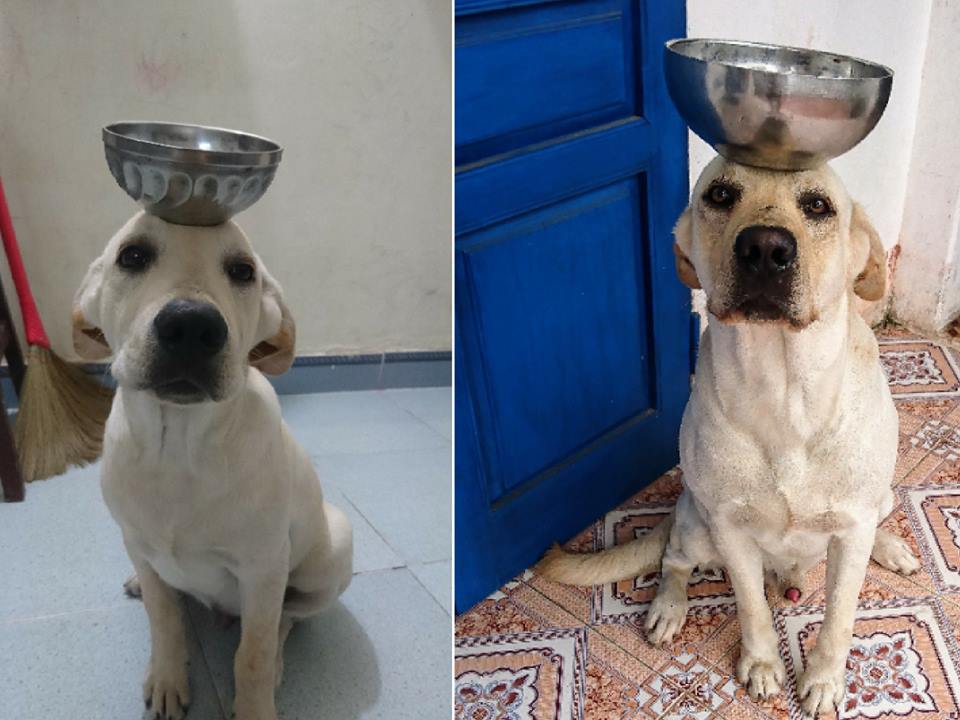 Ai bảo chó ta không khôn thì ra xem 'thằng Củ Cải' làm toán và phân biệt tiền này! Ai bảo chó ta không khôn thì ra xem 'thằng Củ Cải' làm toán và phân biệt tiền này!