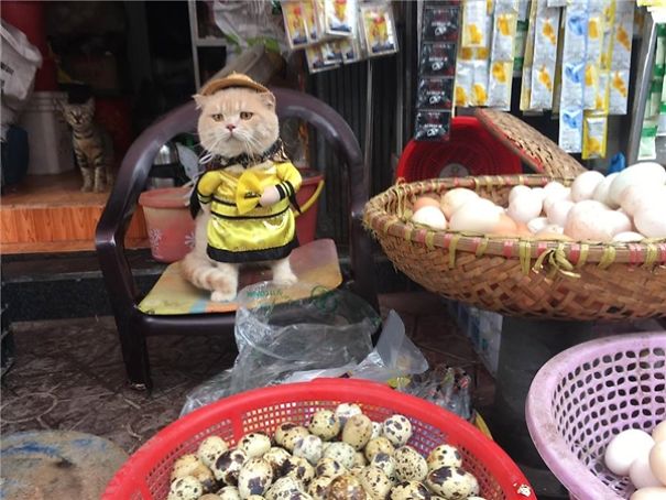 Chú mèo 'hoàng thượng' của Việt Nam đã vi hành sang tận... báo nước ngoài Chú mèo 'hoàng thượng' của Việt Nam đã vi hành sang tận... báo nước ngoài
