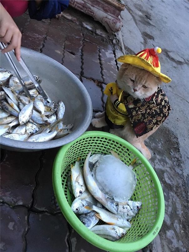 Chú mèo 'hoàng thượng' của Việt Nam đã vi hành sang tận... báo nước ngoài Chú mèo 'hoàng thượng' của Việt Nam đã vi hành sang tận... báo nước ngoài
