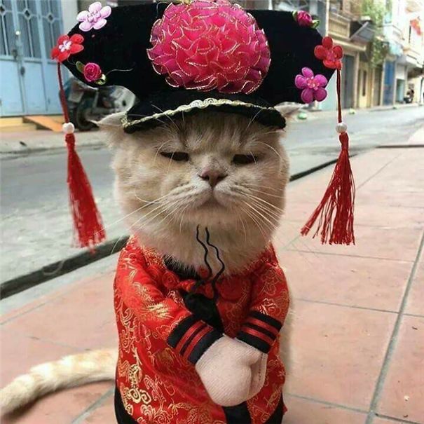 Chú mèo 'hoàng thượng' của Việt Nam đã vi hành sang tận... báo nước ngoài Chú mèo 'hoàng thượng' của Việt Nam đã vi hành sang tận... báo nước ngoài