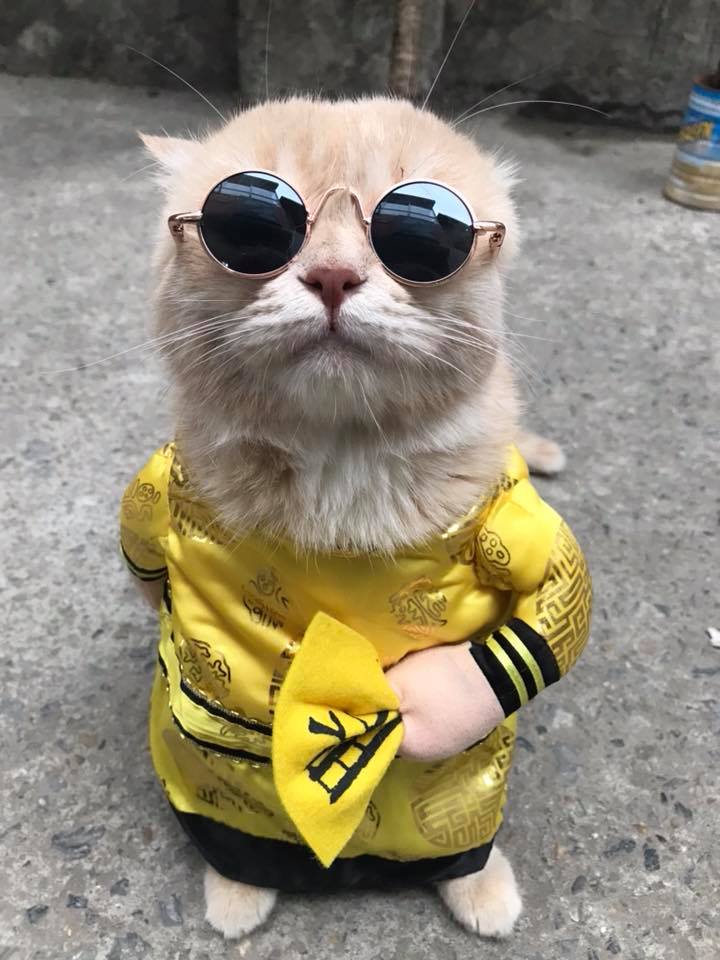 Chú mèo 'hoàng thượng' của Việt Nam đã vi hành sang tận... báo nước ngoài Chú mèo 'hoàng thượng' của Việt Nam đã vi hành sang tận... báo nước ngoài