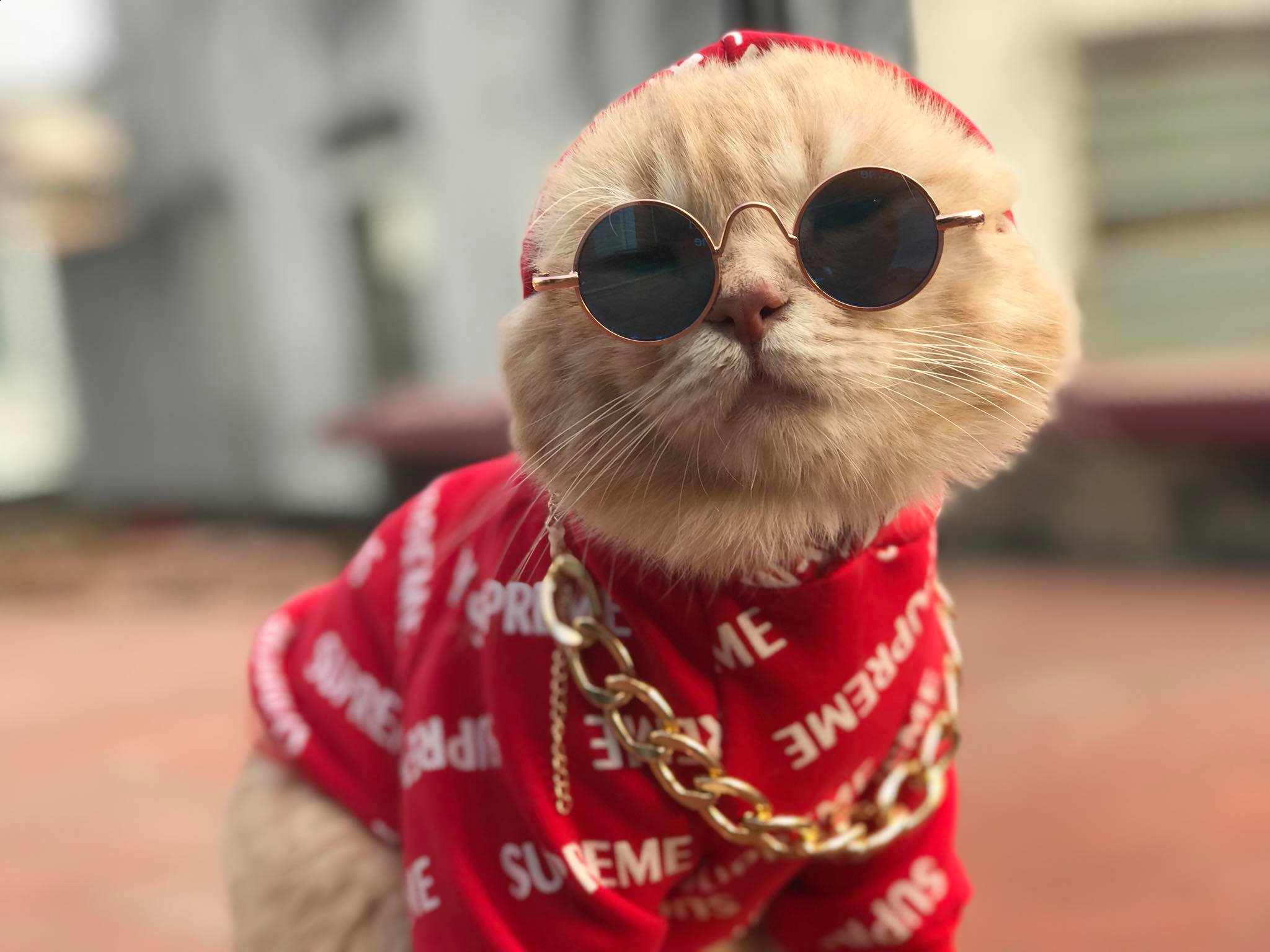 Chú mèo 'hoàng thượng' của Việt Nam đã vi hành sang tận... báo nước ngoài Chú mèo 'hoàng thượng' của Việt Nam đã vi hành sang tận... báo nước ngoài
