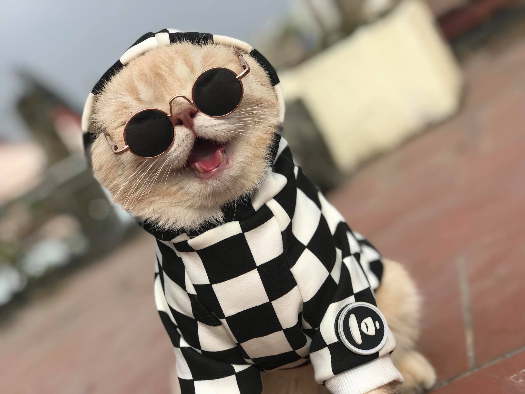 Chú mèo 'hoàng thượng' của Việt Nam đã vi hành sang tận... báo nước ngoài Chú mèo 'hoàng thượng' của Việt Nam đã vi hành sang tận... báo nước ngoài