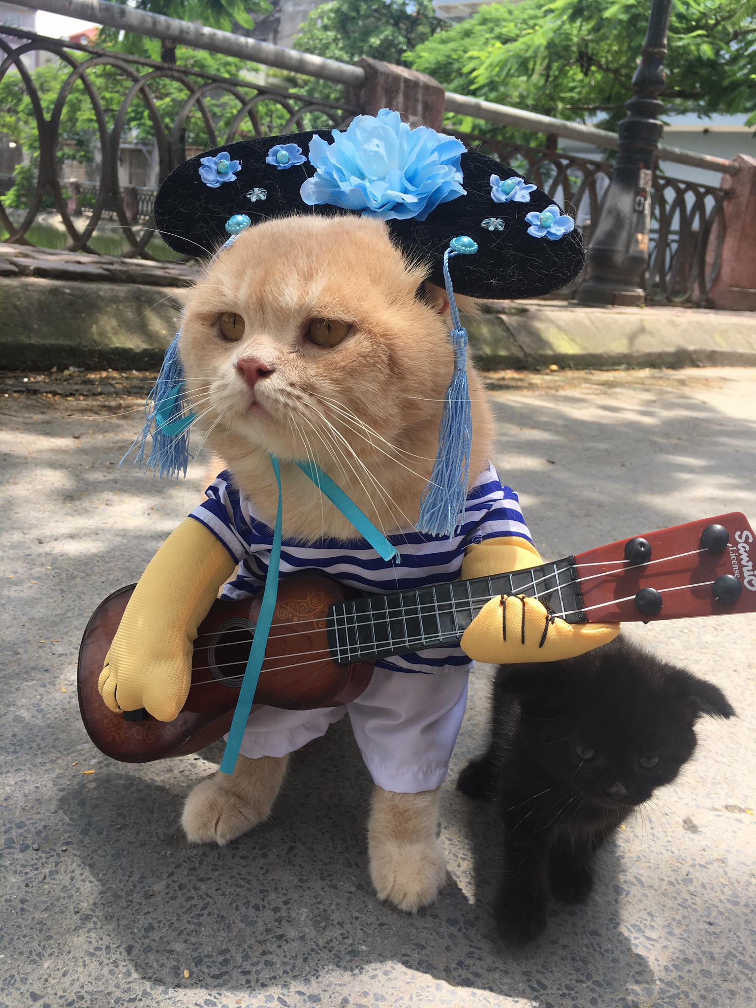 Chú mèo 'hoàng thượng' của Việt Nam đã vi hành sang tận... báo nước ngoài Chú mèo 'hoàng thượng' của Việt Nam đã vi hành sang tận... báo nước ngoài